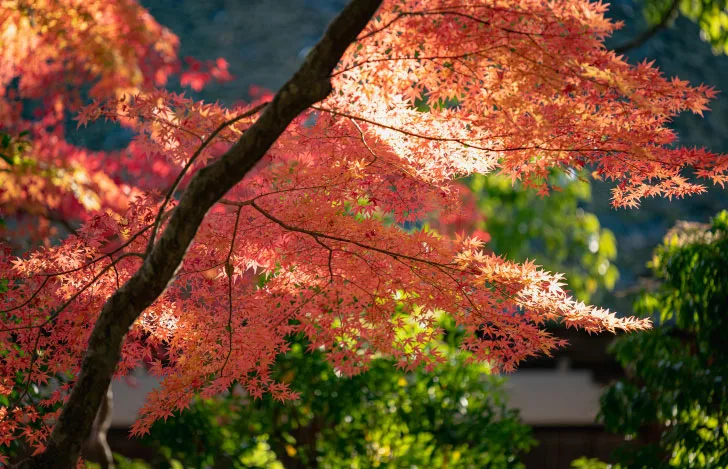 日光を受け鮮やかに色づいた紅葉の木